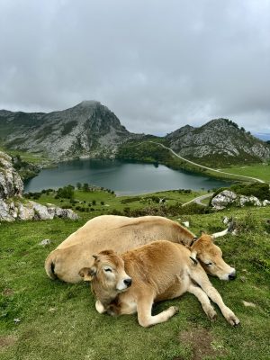 Lagos de Covadonga